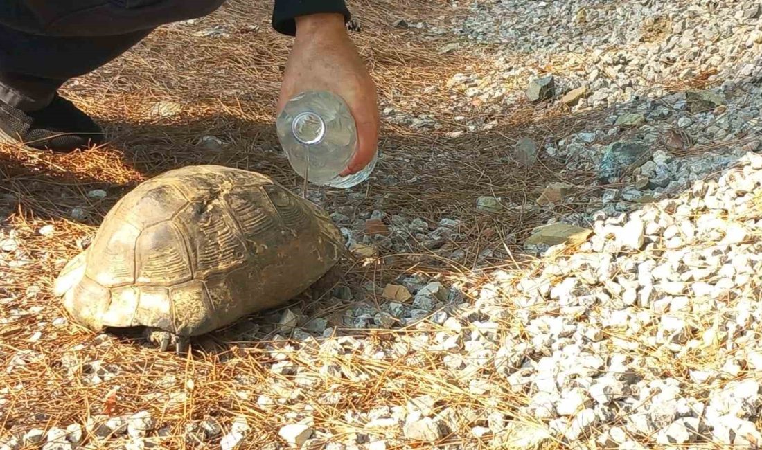 ALEVLERDEN KAÇAN KAPLUMBAĞA GÜVENLİ ALANA BIRAKILDI