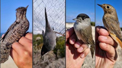 ALANYA ALAADDİN KEYKUBAT ÜNİVERSİTESİ (ALKÜ) KOORDİNASYONUNDA TÜRKİYE’NİN GÜNEYİ VE BATISINDAKİ