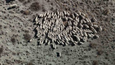 ANKARA KEÇİSİ ÜRETİCİSİ CİHAN BALABAN, KENDİSİNDEN SONRA BU MESLEĞİ YAPACAK