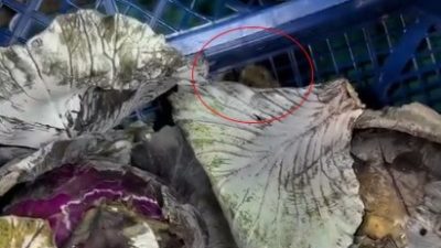 ANKARA'DA BİR MARKETİN SEBZE REYONUNDA FARE GÖRÜLDÜ