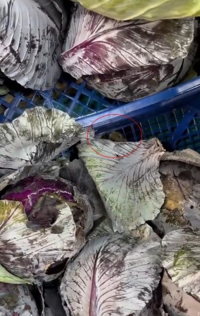 ANKARA'DA BİR MARKETİN SEBZE REYONUNDA FARE GÖRÜLDÜ