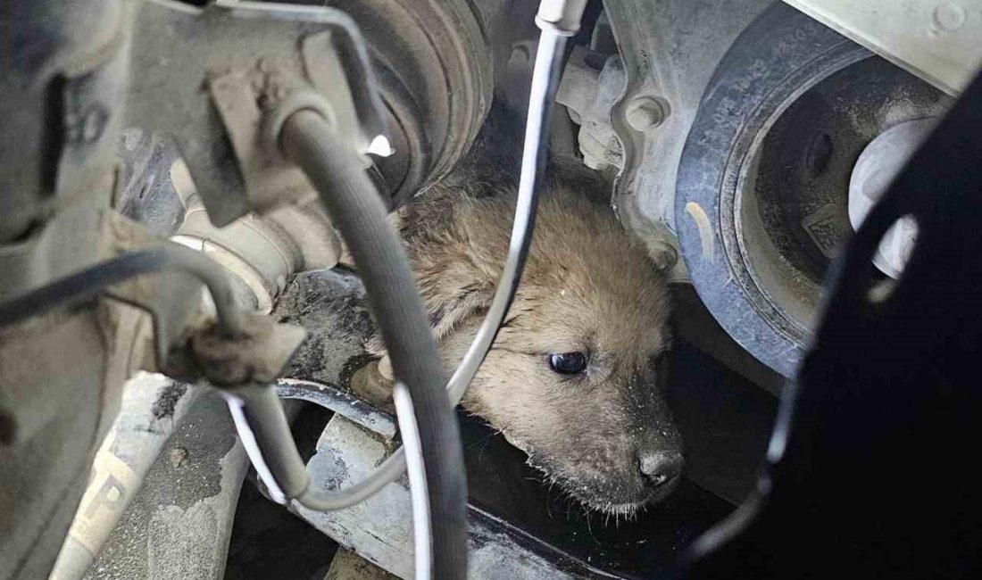 HATAY’DA BİR ARACIN MOTOR KISMINA GİREN YAVRU KÖPEK, LASTİK ÇIKARILARAK