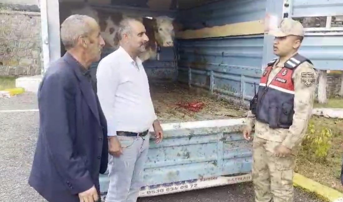 ARDAHAN ÇALINAN BÜYÜKBAŞ HAYVAN KARS’TA JANDARMAYA TAKILDI(KARS-İHA)