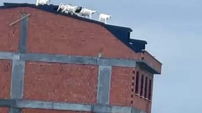 ARNAVUTKÖY’DE SAHİBİNDEN KAÇAN KEÇİLER İNŞAAT HALİNDEKİ BİR BİNANIN ÇATISINA ÇIKTI