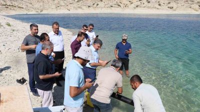 ADIYAMAN ATATÜRK BARAJ GÖLETİNE 2 MİLYON 550 BİN ŞABUT BALIĞI