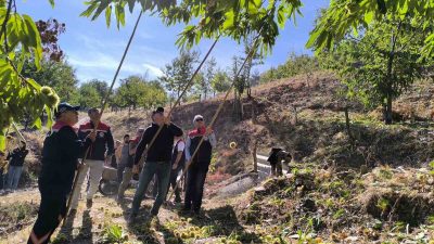 AYDIN'IN AB COĞRAFİ İŞARET TESCİLLİ ÜRÜNÜ KESTANENİN HASADI BAŞLARKEN AYDIN