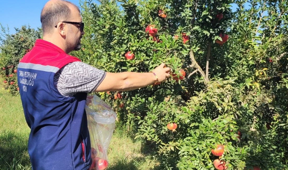 AYDIN TARIM VE ORMAN MÜDÜRLÜĞÜ EKİPLERİ, TARIM VE ORMAN BAKANLIĞI