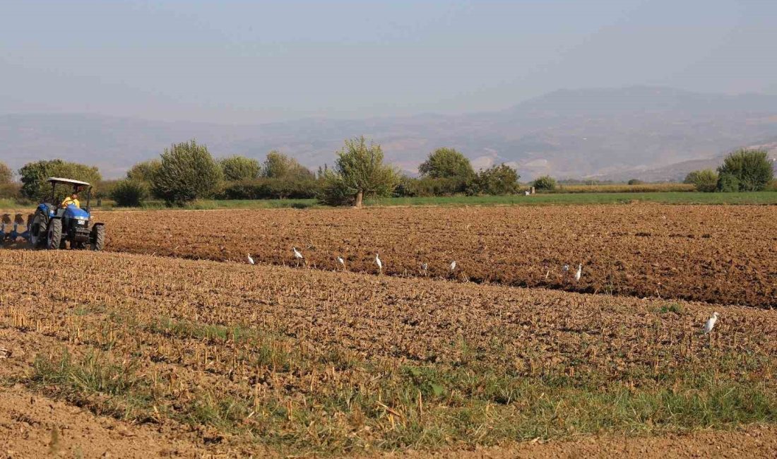 BİRÇOK KUŞ TÜRÜNE EV SAHİPLİĞİ YAPAN AYDIN’DA, ÇİFTÇİLERİN ZARARLI HAŞERE