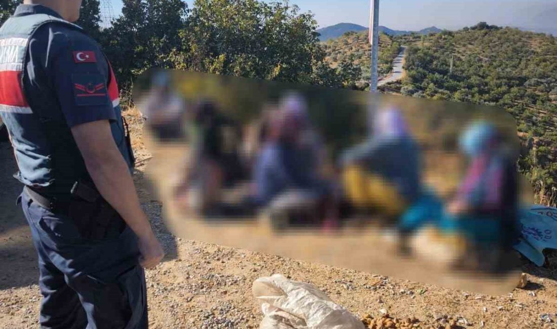 AYDIN'IN GERMENCİK İLÇESİNDE BİR BAHÇEDEN İNCİR HIRSIZLIĞI YAPAN 9 ŞÜPHELİ