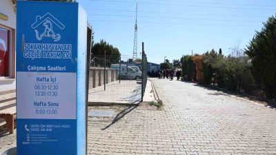 GÜZELBAHÇE HAYVAN BARINAĞINDA, 40 KÖPEK VE 25 KEDİNİN BAKIMLARI YAPILIYOR.