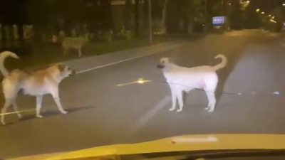 ADIYAMAN’DA, YOLA ANİDEN FIRLAYAN BAŞIBOŞ SOKAK KÖPEKLERİ KAZAYA DAVETİYE ÇIKARIYOR.