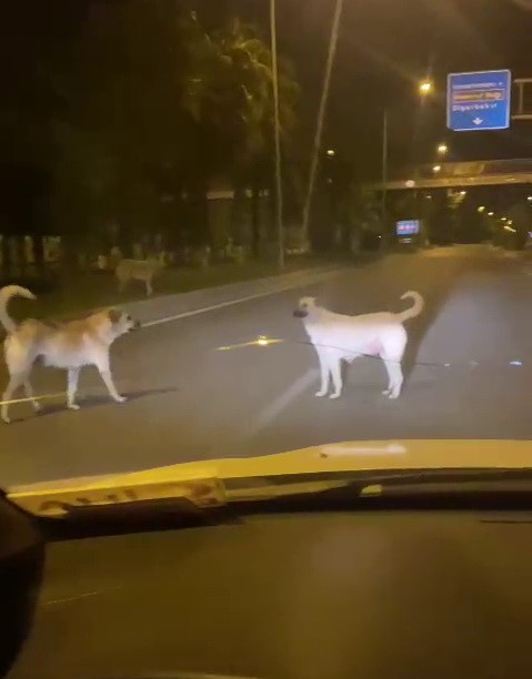 ADIYAMAN’DA, YOLA ANİDEN FIRLAYAN BAŞIBOŞ SOKAK KÖPEKLERİ KAZAYA DAVETİYE ÇIKARIYOR.