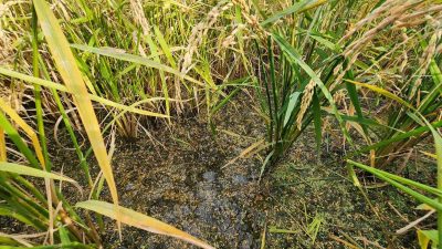 ÇANAKKALE’NİN BİGA İLÇESİNDE MEYDANA GELEN DOLU VE FIRTINADAN ETKİLENEN KÖYLERDE
