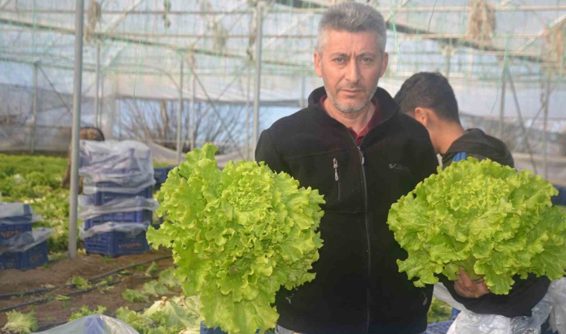 BİLECİKLİ 1 MİLYON 126 BİN ADET MARUL FİDESİ DAĞITILACAK