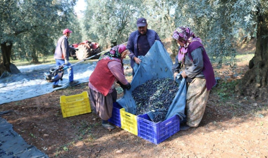 Marmarabirlik 1 kilogram zeytinin üretim maliyetini açıkladı. 2024-2025 yılı ürün