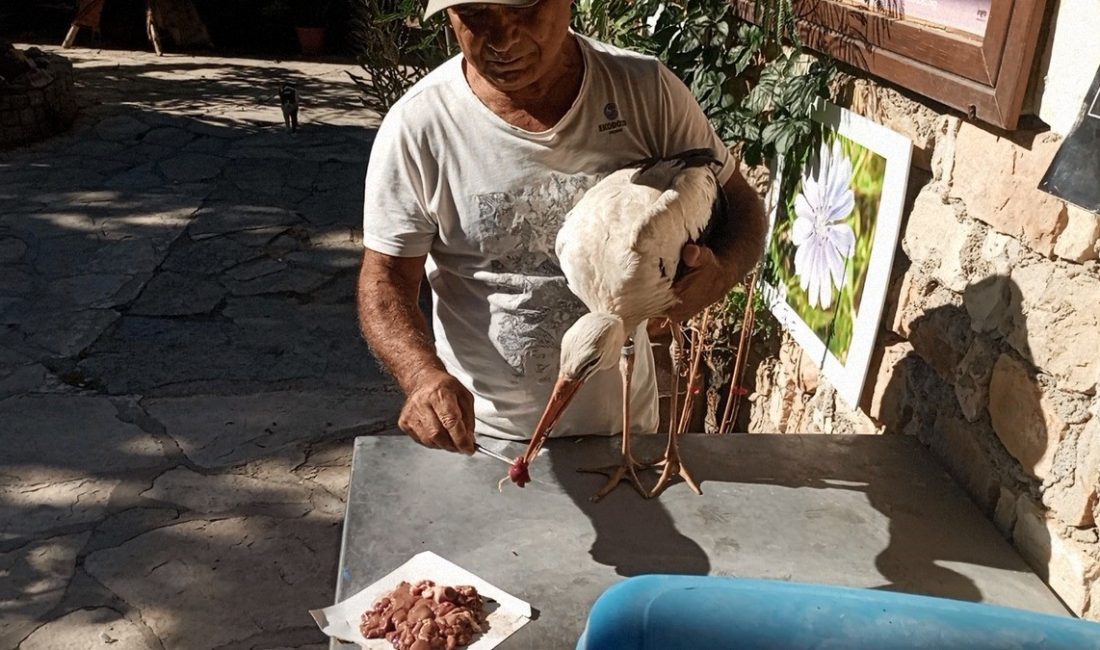 BULGARİSTAN’DAN KUŞADASI’NA GELEN YARALI LEYLEK TEDAVİ EDİLİP, DOĞAYA SALINDI