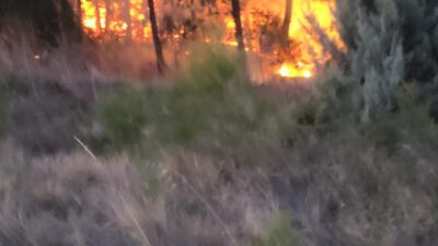 BURSA’DA KORKUTAN ORMAN YANGINI