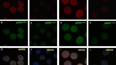 Fen-Edebiyat Fakültesi Moleküler Biyoloji ve Genetik Bölümü öğretim Üyesi Doç.
