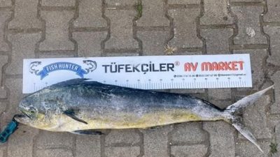 ANAKKALE'DE AMATÖR BALIKÇILIK YAPAN HASAN ÇAKICI, OLTASIYLA KIYIDAN 1 METRE