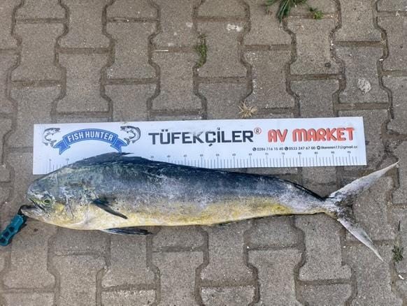 ANAKKALE'DE AMATÖR BALIKÇILIK YAPAN HASAN ÇAKICI, OLTASIYLA KIYIDAN 1 METRE
