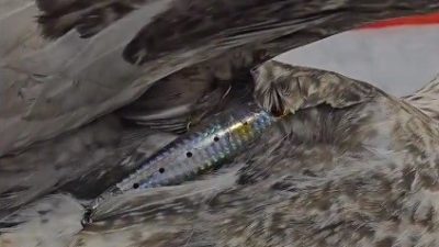 ÇANAKKALE'DE KANAT VE AYAK BÖLGESİNE İĞNELİ BALIK AVI MAKETİ SAPLANAN