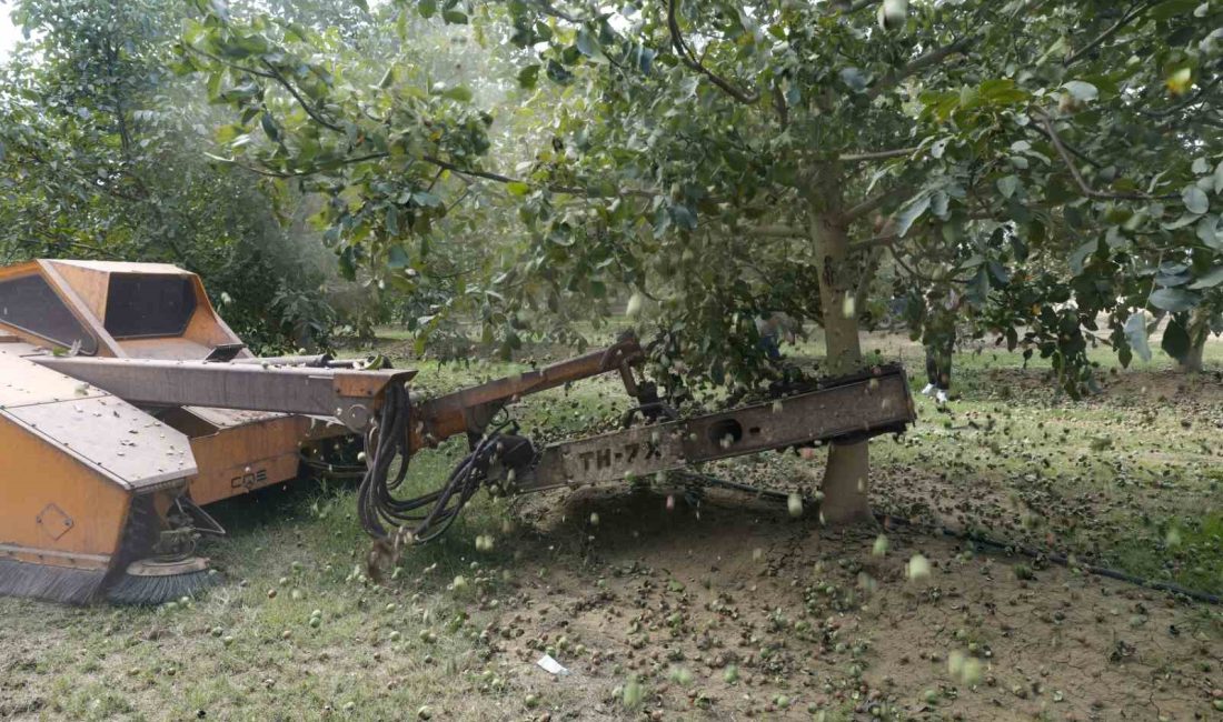 KASIM AYI SONUNA KADAR DEVAM EDECEK CEVİZ HASAT İŞLEMİNDE BU