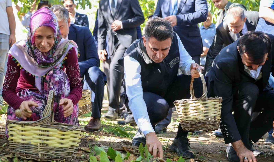 BİLECİK’İN GÖLPAZARI İLÇESİNE BAĞLI KARAAHMETLER KÖYÜNDE SONBAHARIN GELMESİYLE BİRLİKTE CEVİZ