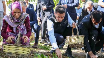 BİLECİK’İN GÖLPAZARI İLÇESİNE BAĞLI KARAAHMETLER KÖYÜNDE SONBAHARIN GELMESİYLE BİRLİKTE CEVİZ