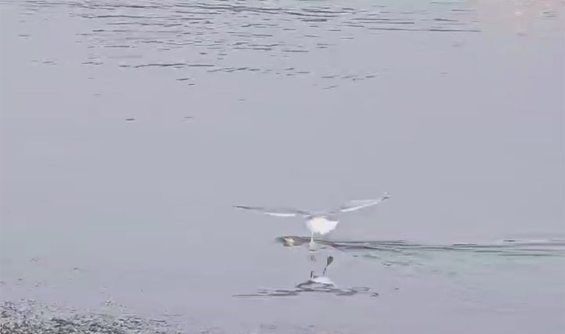 ŞIRNAK'IN CİZRE İLÇESİNDE DİCLE NEHRİ'NDE SU YÜZEYİNE ÇIKMAYA ÇALIŞAN SU