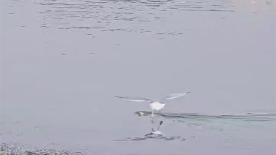 ŞIRNAK'IN CİZRE İLÇESİNDE DİCLE NEHRİ'NDE SU YÜZEYİNE ÇIKMAYA ÇALIŞAN SU