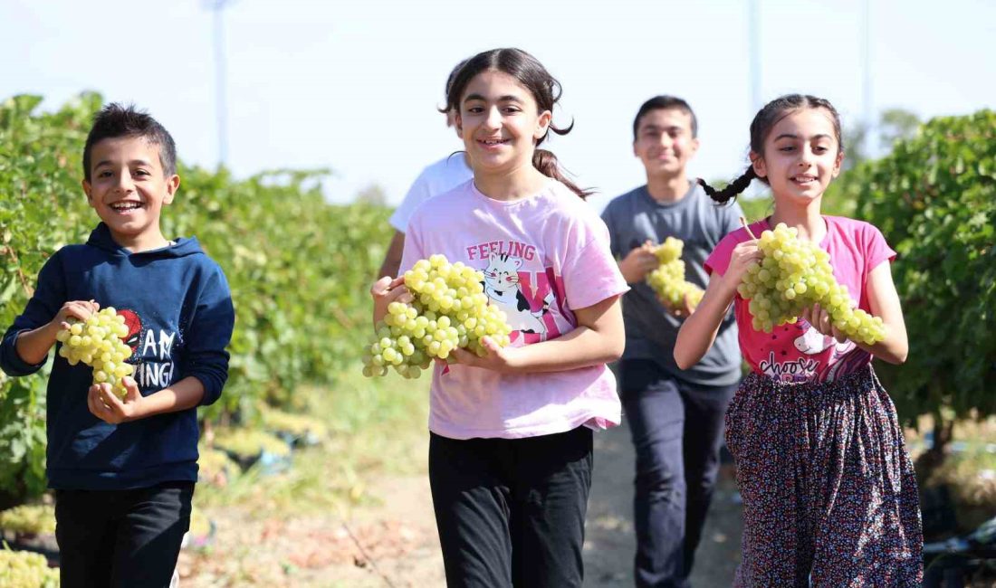 ELAZIĞ'IN BAĞLARINDA SÜREN ÜZÜM HASADINA ÇOCUKLAR ADETA RENK KATIYOR. ÜZÜM