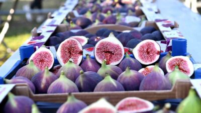 BURSA’NIN AB NEZDİNDE COĞRAFİ İŞARET TESCİLLİ TARIM ÜRÜNÜ SİYAH İNCİRİNİN