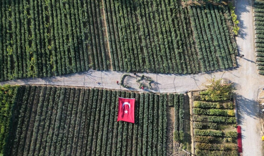 BURSALI FİDANCİ ZEYTİN AĞAÇLARIYLA AYBURSALI FİDANCİ ZEYTİN AĞAÇLARIYLA AY VE