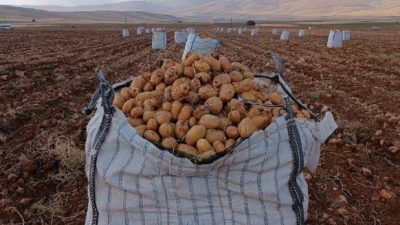 DARENDE’DE PATATES HASADINA BAŞLANILDI