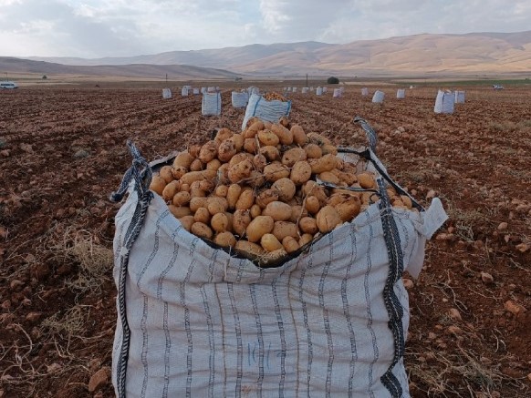 DARENDE’DE PATATES HASADINA BAŞLANILDI