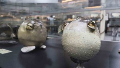 İZMİR KATİP ÇELEBİ ÜNİVERSİTESİ (İKÇÜ) DENİZ CANLILARI KOLEKSİYON MERKEZİ'NDE ARALARINDA