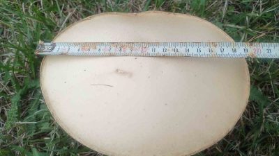 ÇAPI 20 SANTİM OLARAK ÖLÇÜLEN MANTARLAR, GÖRENLERİ HAYRETLER İÇİNDE BIRAKTI.