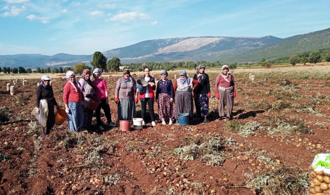 DOMANİÇ’TE PATATES HASAT ÇALIŞMALARI KONTROL EDİLDİ