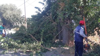 EFELER BELEDİYESİ PARK VE BAHÇELER MÜDÜRLÜĞÜ EKİPLERİ, İLÇE GENELİNDE AĞAÇ