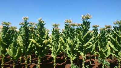 TARIM SEKTÖRÜ TÜRKİYE’NİN YILLIK İHRACATINDAN YÜZDE 15,7 PAY ALIRKEN, EGE