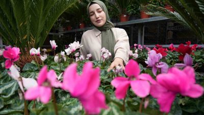 EKİM AYINDA EN ÇOK TERCİH EDİLEN ÇİÇEKLER KASIMPATI VE SIKLAMEN