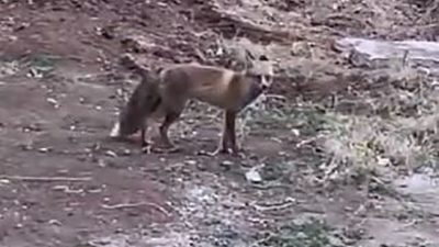 ELAZIĞ’DA AÇ KALAN TİLKİ YİYECEK BULMAK İÇİN ŞEHRE İNDİ