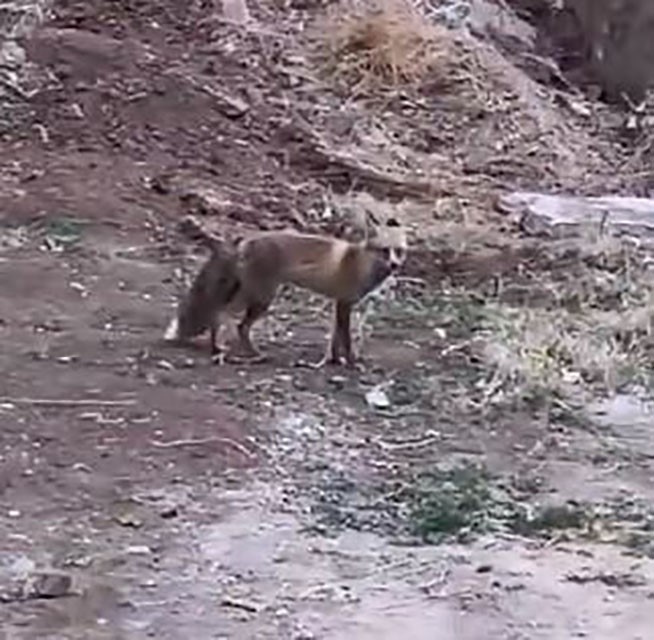 ELAZIĞ’DA AÇ KALAN TİLKİ YİYECEK BULMAK İÇİN ŞEHRE İNDİ