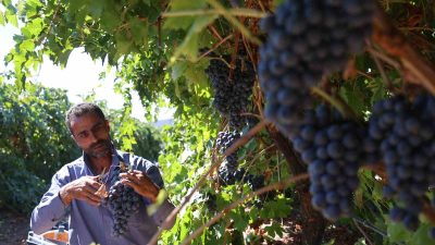 ELAZIĞ'DA, YAKLAŞIK 120 BİN DÖNÜM ÜZÜM BAĞI BULUNAN GÜZEL YALI