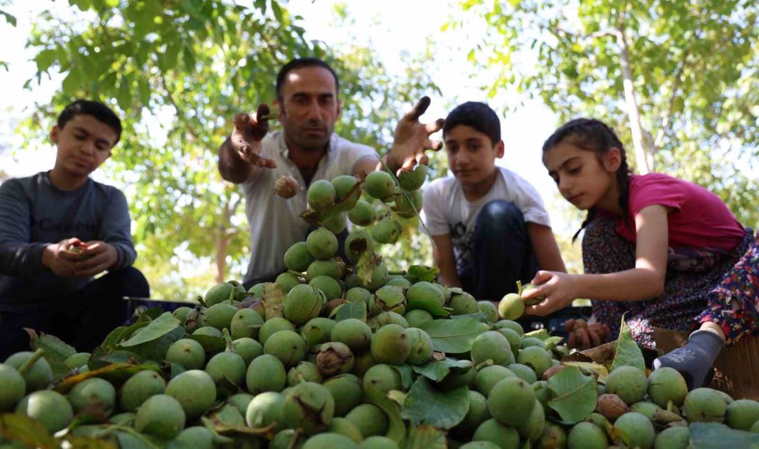 ELAZIĞ'DA YAKLAŞIK 130 BİN CEVİZ AĞACINDA HASAT BAŞLADI. ÜRETİCİLERİN ZORLU