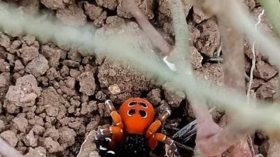 NADİR ZEHİRLİ ÖRÜMCEK TÜRLERİNDEN OLAN ‘UĞUR BÖCEĞİ ÖRÜMCEĞİ’, ELAZIĞ’DA GÖRÜLDÜ
