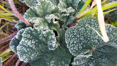 ERZİNCAN İÇİN ZİRAİ DON UYARISI