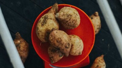 ERZİNCAN’DA YENİ ÜRÜN İÇİN DEMONSTRASYON ALANI KURULDU