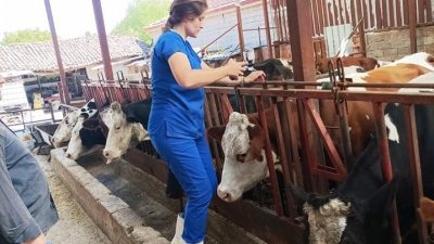 AFYONKARAHİSAR’IN EVCİLER İLÇESİNDE BÜYÜKBAŞ HAYVANLARDA GÖRÜLEN ŞAP HASTALIĞINA KARŞI BAŞLATILAN