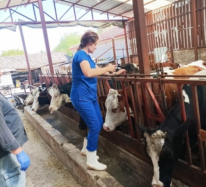 AFYONKARAHİSAR’IN EVCİLER İLÇESİNDE BÜYÜKBAŞ HAYVANLARDA GÖRÜLEN ŞAP HASTALIĞINA KARŞI BAŞLATILAN